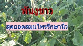 พันงูขาวสมุนไพรรักษานิ่ว สรรพคุณทางยาเยอะมาก / โดยฮอยไทยอีสาน