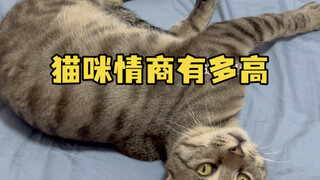 Our three little buddies are just too adorable! Right in the middle of the night, they're all eager 