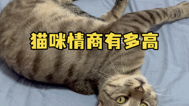 Tiga anak kucing kami benar-benar menggemaskan sekali! Tengah malam saja sudah pengin menjilati bulu