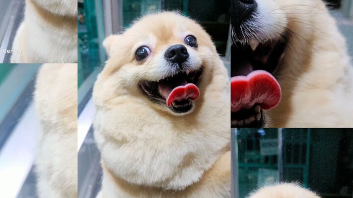 Emmanrose Pet Grooming