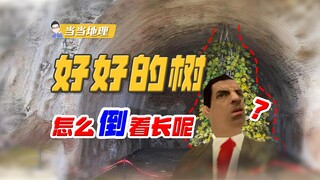 ألا تنمو الأشجار عادةً للأعلى؟ لماذا تنمو هذه الشجرة للأسفل؟ [جغرافيا دانغدانغ]