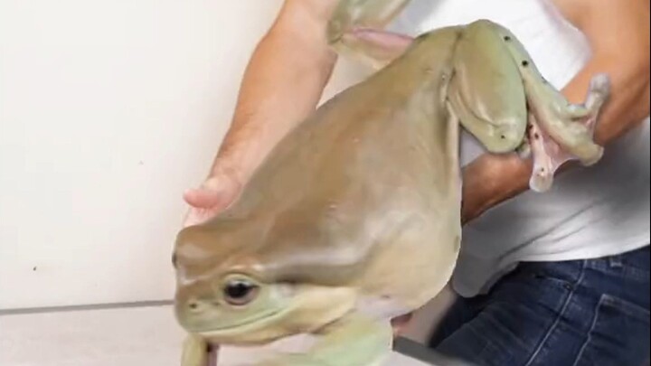 Katak pohon kakek yang terasa sangat plastik!
