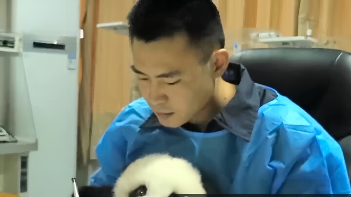 Foreign websites are hotly discussing a handsome Chinese nanny teaching a baby panda to write, with 