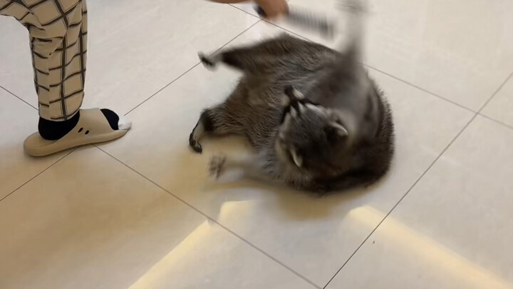 Burn my calories #Cute Pet Debut Plan #Raccoon