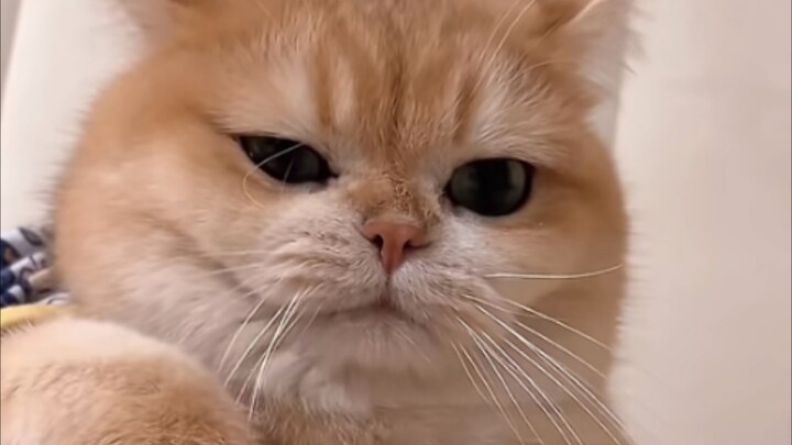 Adik laki-lakinya memang benar-benar kucing siam mutiara, kasihan sekali si Lao Fen yang telah difit