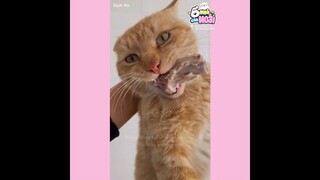 [Vietsub] Chuyện về chú mèo nhỏ và thú "chơi chim" | Ổ nhỏ của Hoài