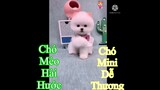 Clip chó phot mini, dễ thương, chó mèo hài hước, vui nhộn tiktokI Medision Chanel