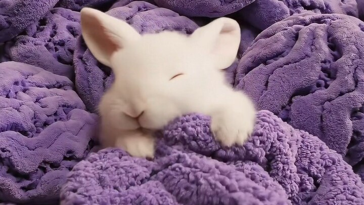 At night, you turn into a little bunny. Which bed would you rather snuggle up and sleep in?