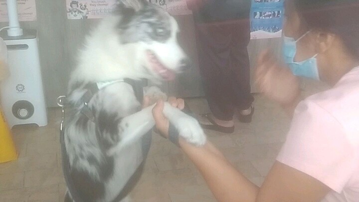 anyone guess what breed is the dog?