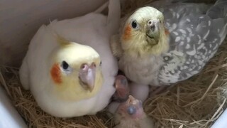 [Hewan] Kakatua Cockatiel | Memberi Makan Bayi