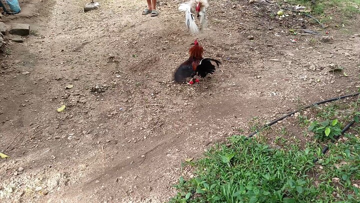 Melsim Black VS Leiper Grey x White Kelso spar