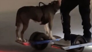 HaiMaMedia|科技改变生活，狗子也一样！