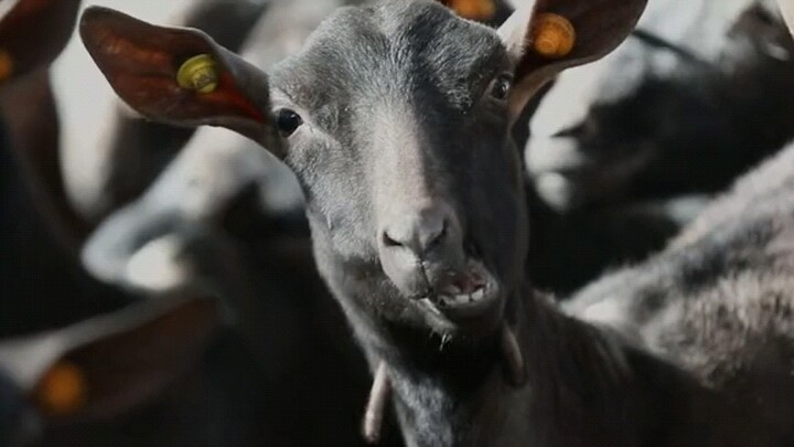 Eating with smacking lips