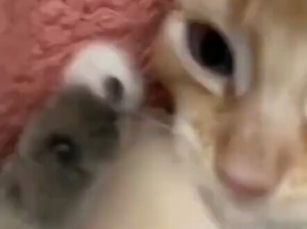 Meong~