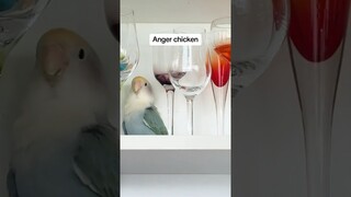 Prince’s sounds #funnyanimals #birds #crazybirds #parrot #happybird #funny #funnybirds #pets #comedy