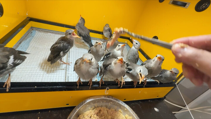 Betapa gilanya burung-burung ini, lihatlah sendiri