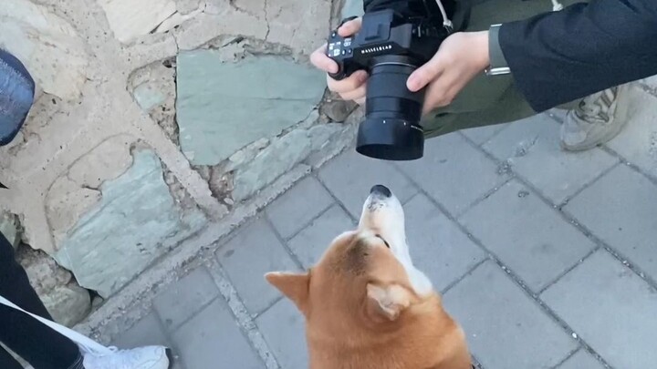 Panduan Gambar Satwa Xishan