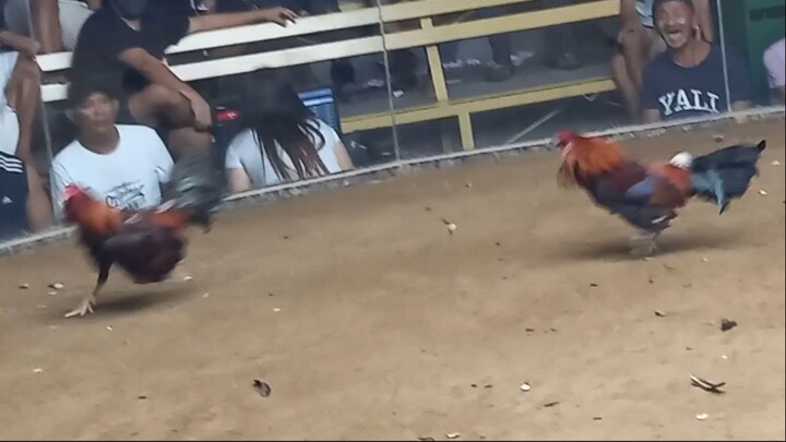 naunahan pero sa tindi ng lakas ng manok ko.. napatakbong papatay..
