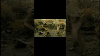 Hoshi's friends supporting him🐯🦁#seventeen #hoshi #scoups #woozi #dk #mingyu #wonwoo #dino #vernon