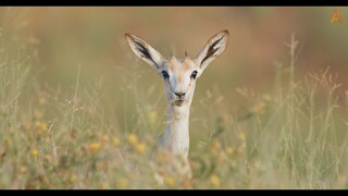 Animalia - The Arabian Desert in bloom