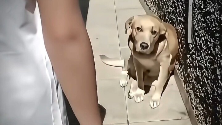 Dog: Watch me pretend to be sweet and pull one over on him!