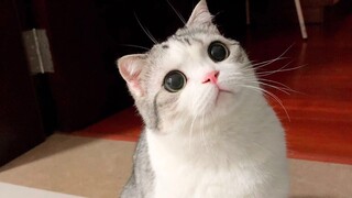 【روتيني】قطة صغيرة تسترخي مستلقية على الأرض بكل تباهٍ، بينما صاحبتها تعبث بها دون أن تشعر!