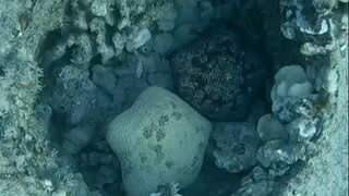 你见过小星星吗？