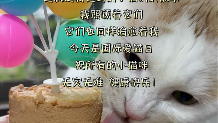 عرض شامل لجميع القطط الصغيرة السحرية التي قابلتها خلال عامين!