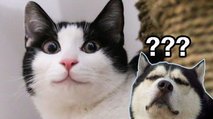 花花与三猫 中分撒娇集锦！