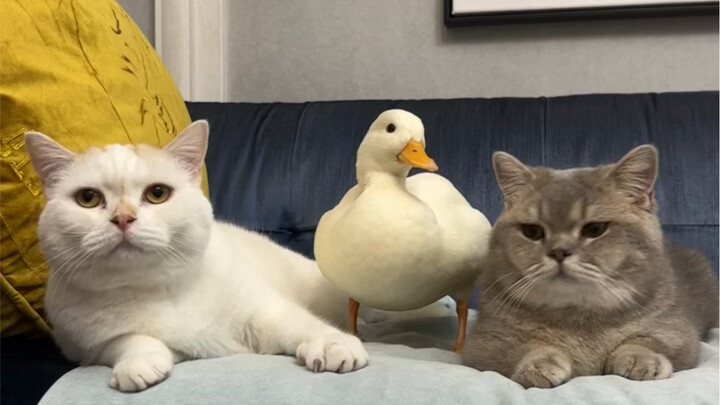 Daily Dog-Raising Routine