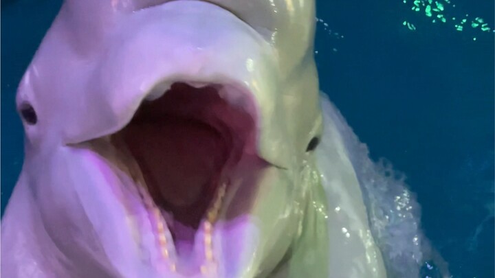 Do you know why beluga whales eat ice cubes?