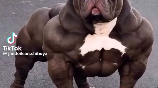 grabing laki Ng aso nato.