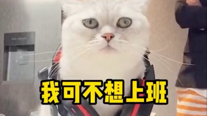 Buổi phỏng vấn drama cực đỉnh của cư dân mạng: Khi bạn nuôi một chú mèo vẹt!