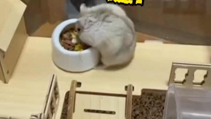 This hamster has a temper even worse than a bull’s.