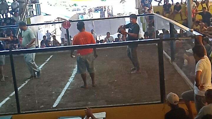 sabongSamar loss rightside