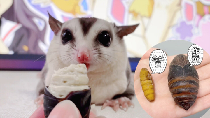 High-protein prenatal meal for sugar gliders: extra-large Northeastern tussah silkworm pupae!