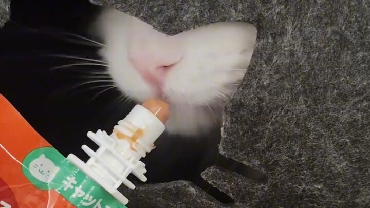 Eating just one cat treat still leaves you 500 calories in the red.