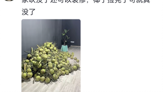 海南人民的松弛感，事已至此，先捡椰子吧