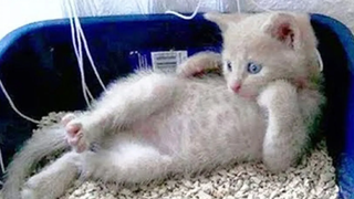 แมวกับหมาที่สนุกที่สุด 🐱🐶 ตอนที่ 66