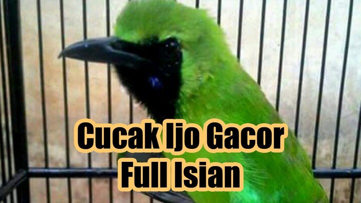 Cucak Ijo Gacor Full Isian: Ngentrok Jambul Nembak