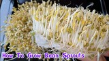 วิธีเพาะถั่วงอก ง่ายๆ ใครๆก็ทำได้ | How to grow bean sprouts