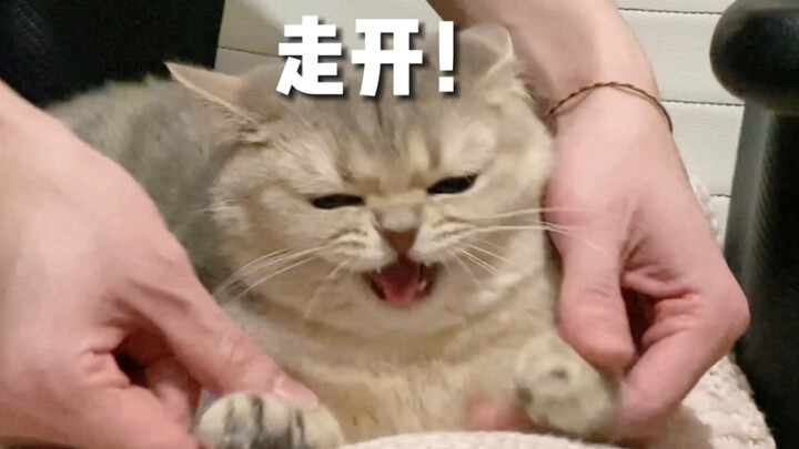 Xiaofudan yang terpaksa jadi penggemar mendukung, siapa yang bawa pergi babahku!
