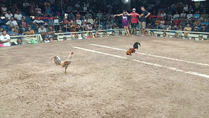 ALDREAM BULIK 2ND FIGHT WIN WPC GAPP QUEZON EARLYBIRD 1ST ELIMINATION