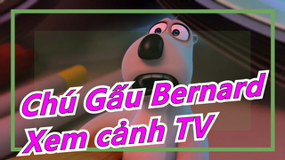 Chú Gấu Bernard -Xem cảnh TV