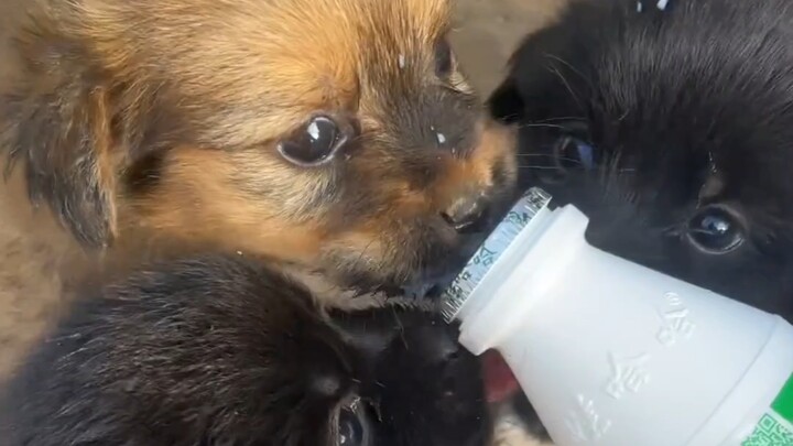 Anjing kecil di rumah tua