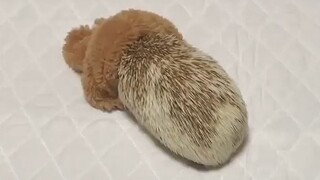 Do you know how cute little hedgehogs are?