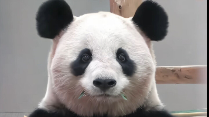 Yinghong: Did the aunts take photos? Did they turn out nice? I’m going to eat now~
