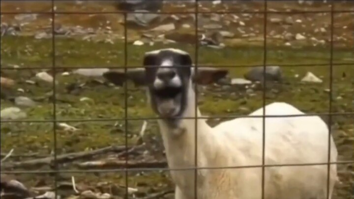 Ucapkan "Ze Bao Ma mencintaimu" di telinganya...dia menjawab! ! ! 12·25 Pertemuan Zeta Beijing