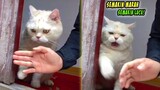 Semakin Marah Semakin Lucu! Reaksi Kucing Ketika Dilarang Keluar Rumah Oleh Majikannya - Kucing Lucu