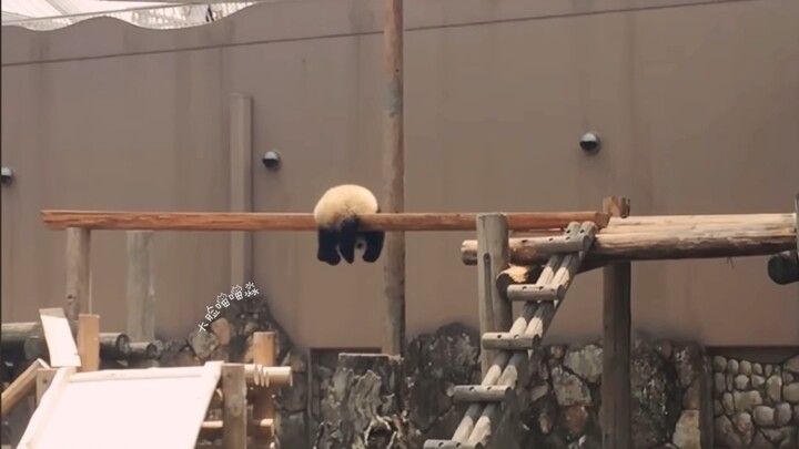 I’m dying of laughter over this little one who logs off anytime, anywhere! Panda cubs are just so, s